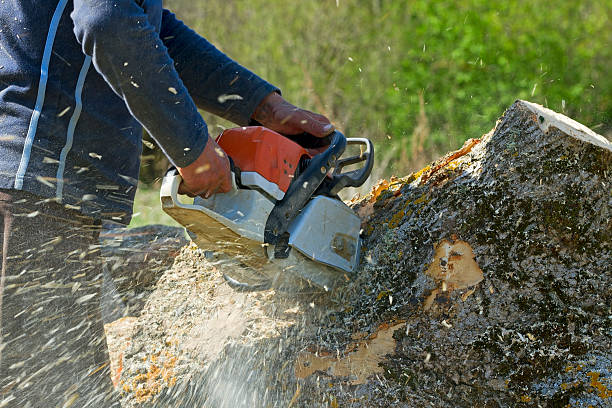 How Our Tree Care Process Works  in  Big Lake, WA