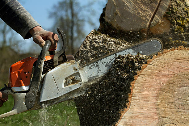 Best Tree Trimming and Pruning  in Big Lake, WA