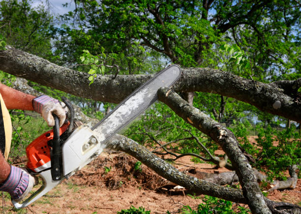 Best Root Management and Removal  in Big Lake, WA